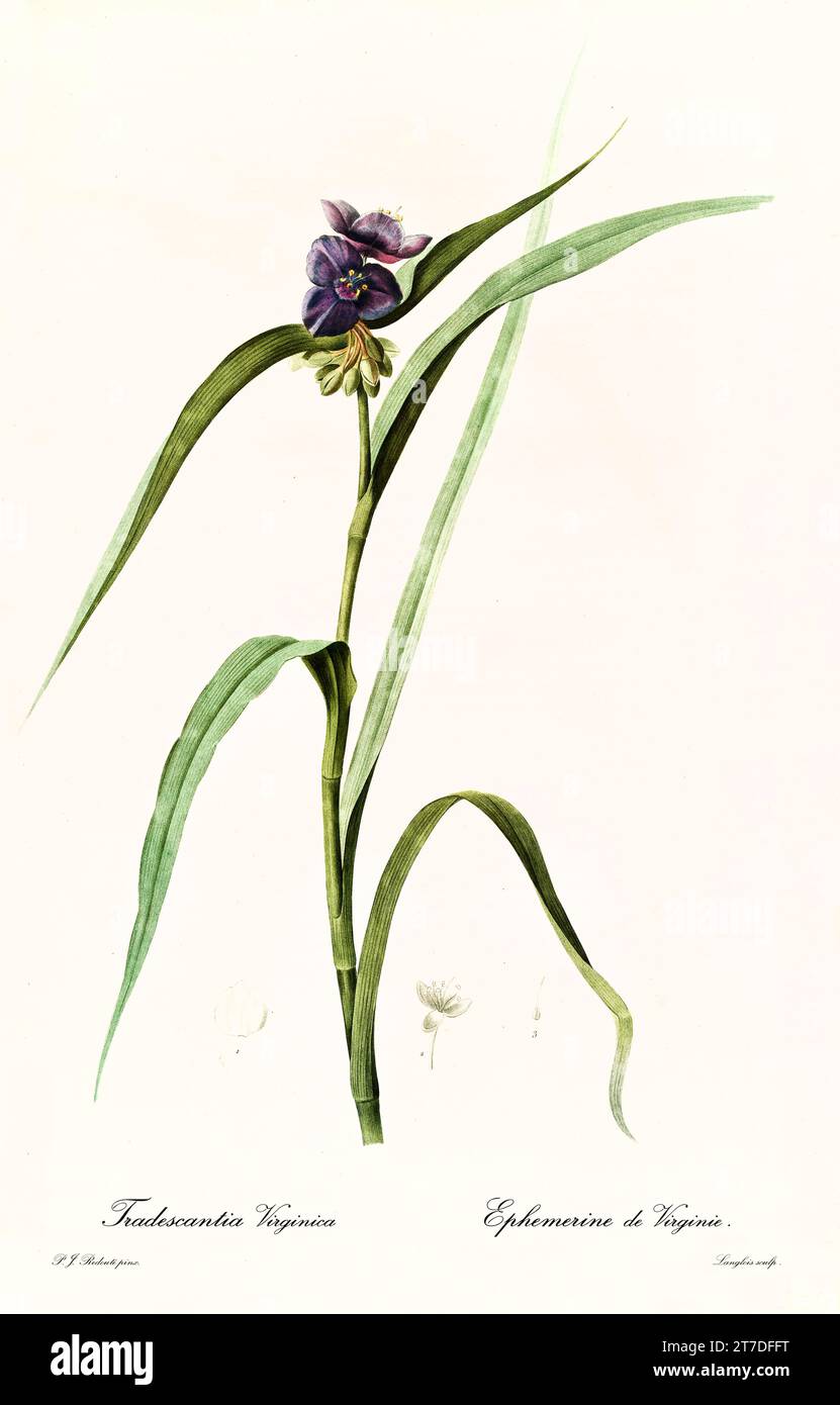Old illustration of Virginia Spiderwort (Tradescantia virginiana). Les Liliacées, By P. J. Redouté. Impr. Didot Jeune, Paris, 1805 - 1816 Stock Photo