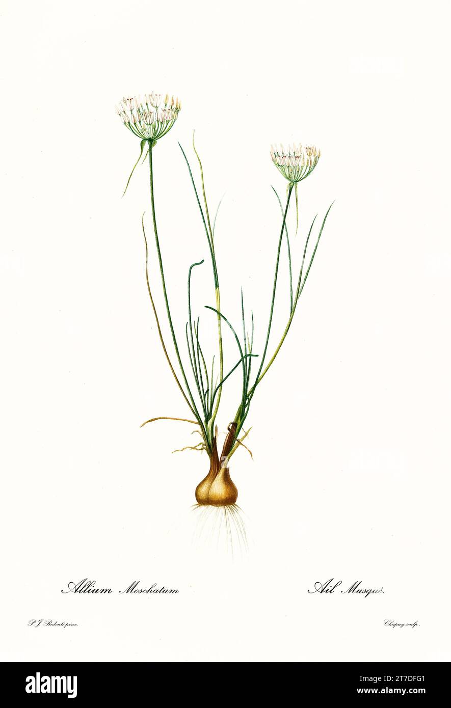Old illustration of  Allium moschatum. Les Liliacées, By P. J. Redouté. Impr. Didot Jeune, Paris, 1805 - 1816 Stock Photo