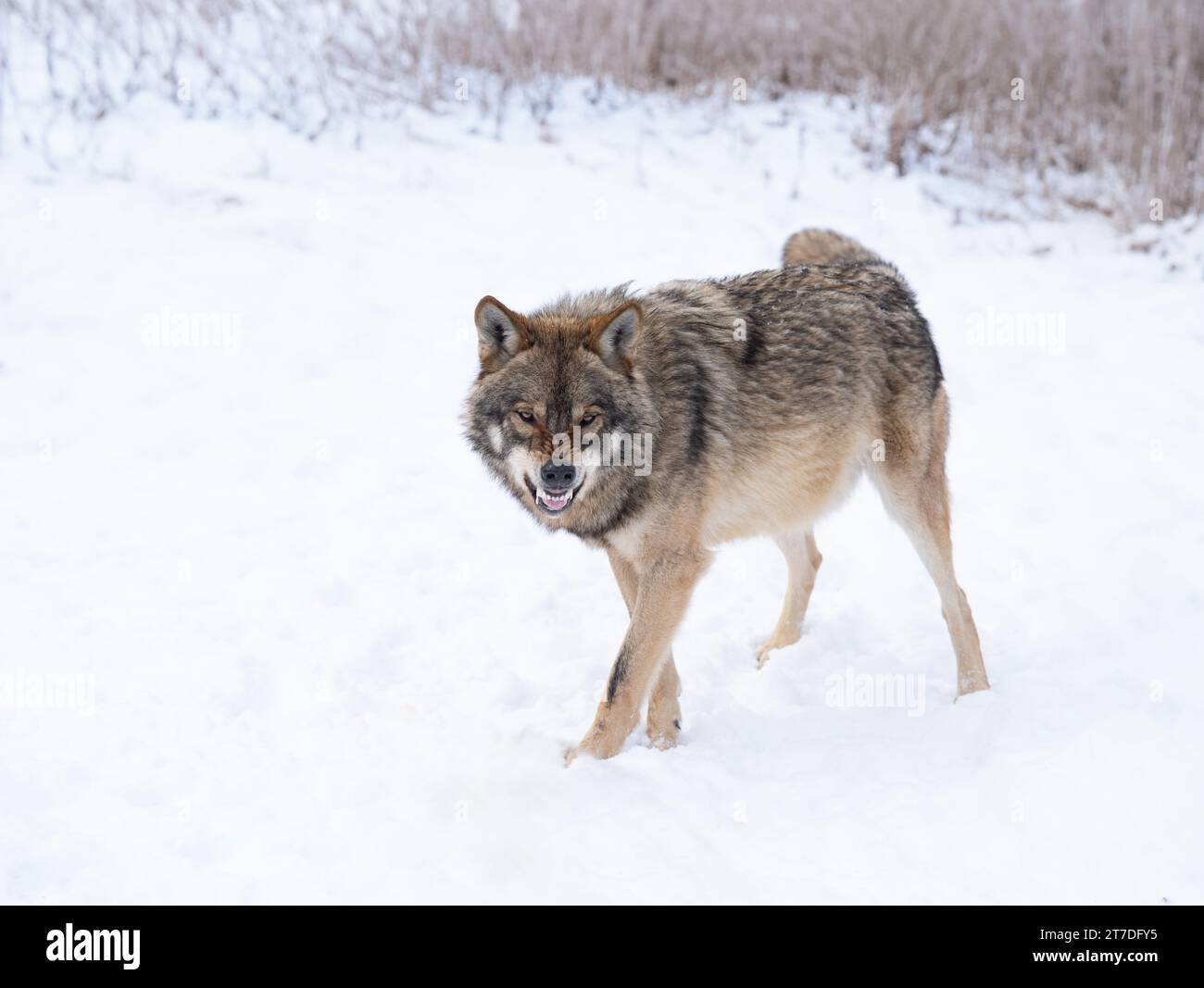 snarling gray wolf walking in the snow Stock Photo