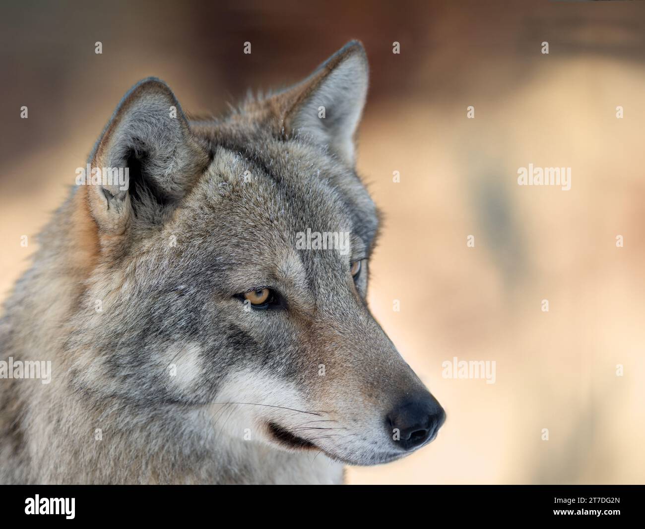 Gray Wolves Alpha Alpha male gray wolf canis hi-res stock photography and images - Alamy