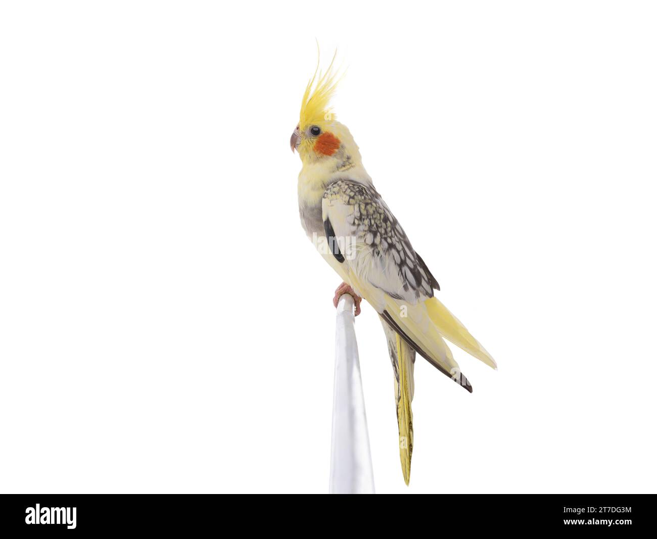 cockatiel (Nymphicus hollandicus) parrot isolated on a white background Stock Photo