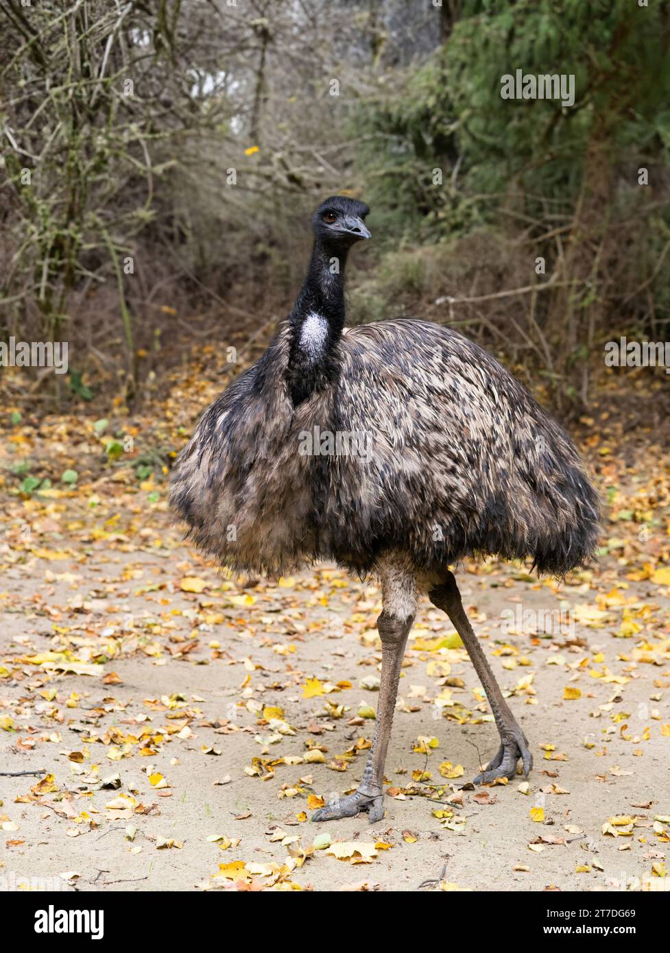 emu ostrich against the background of an autumn forest Stock Photo