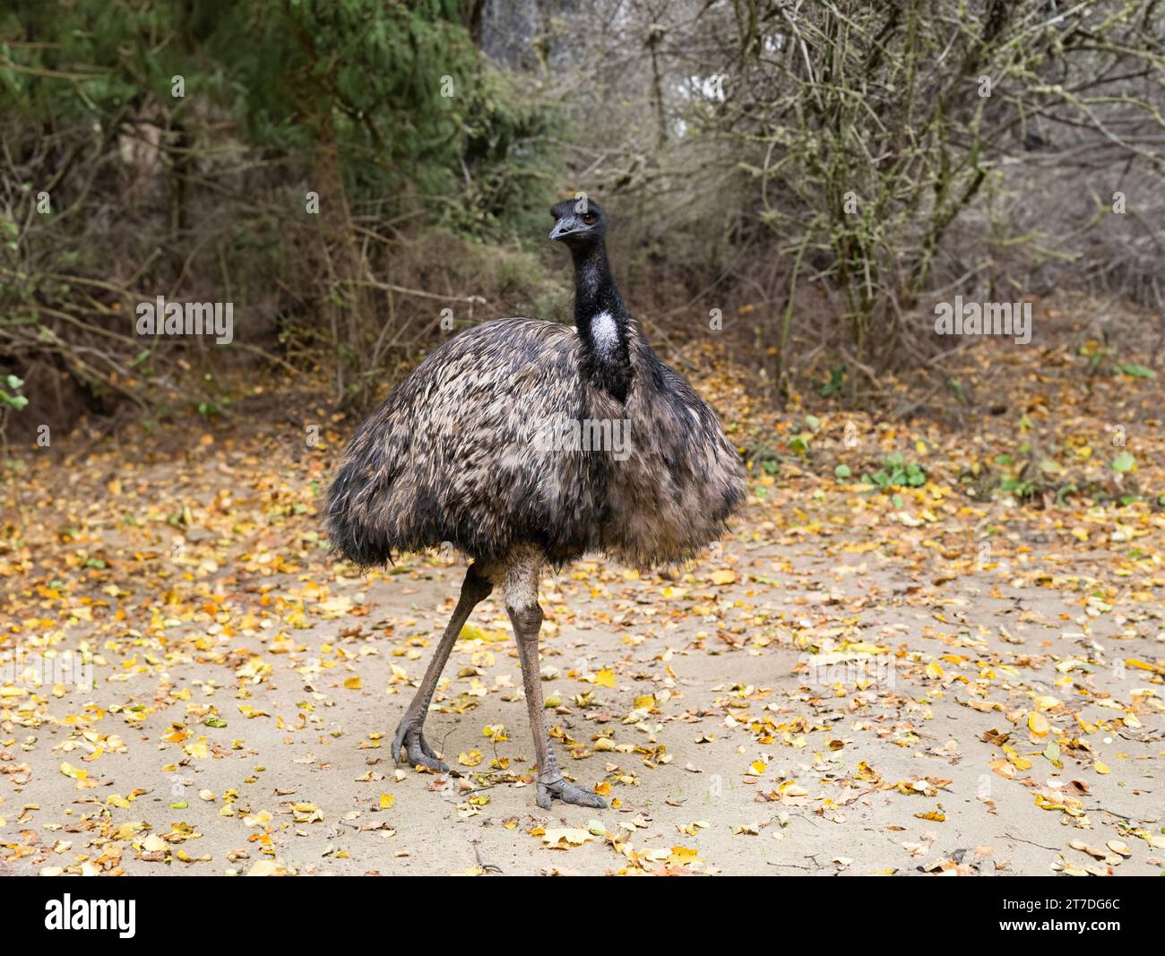 emu ostrich against the background of an autumn forest Stock Photo