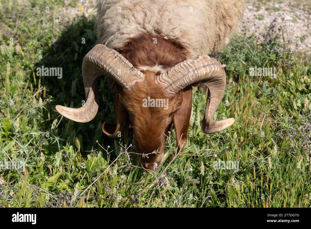 Jewish tradtions hi-res stock photography and images - Alamy