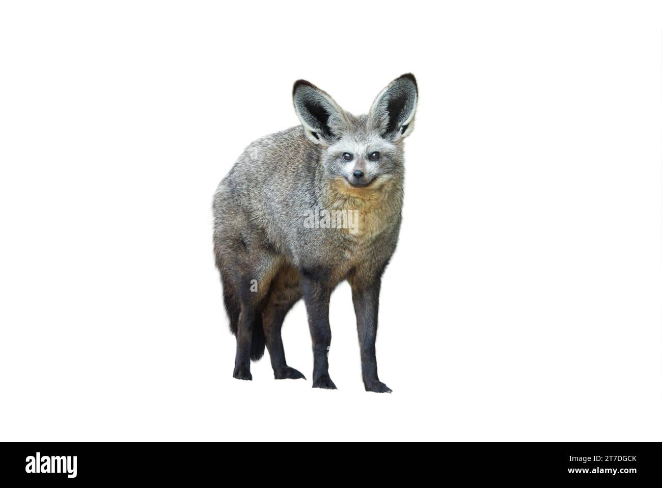 bat eared fox isolated on white background Stock Photo - Alamy