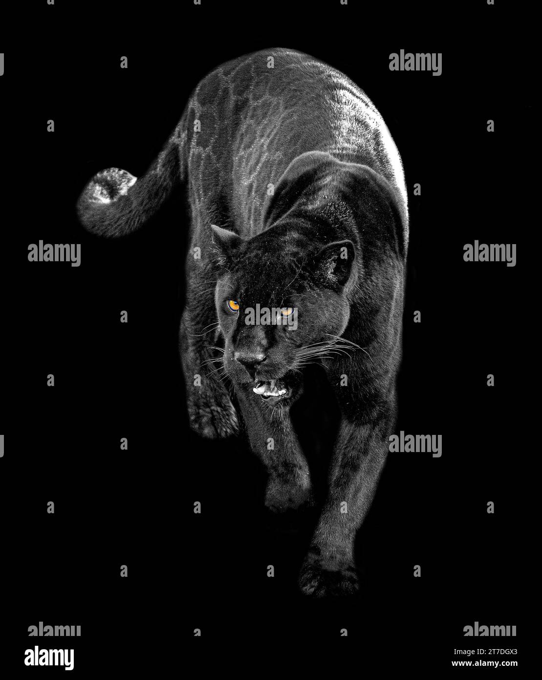 Inka exploring her new home CHESTER ZOO, ENGLAND STUNNING IMAGES of big