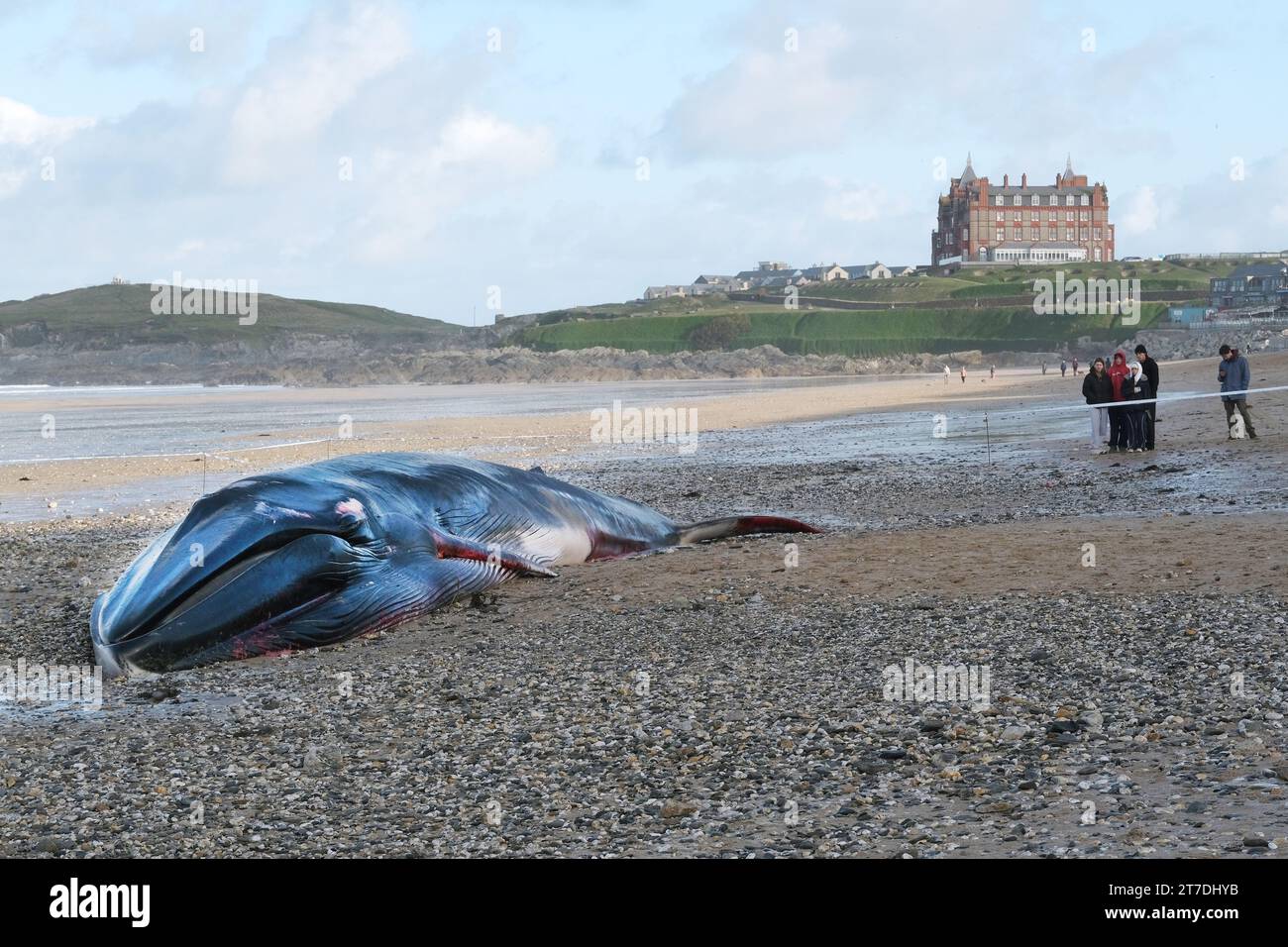 Newquay, Cornwall, UK. 15th November, 2023.  The sad sight of a 16 metre long Fin whale Balaenoptera physalis washed up on the iconic Fistral Beach in Newquay in Cornwall in the UK. Gordon Scammell/Alamy Live News Stock Photo