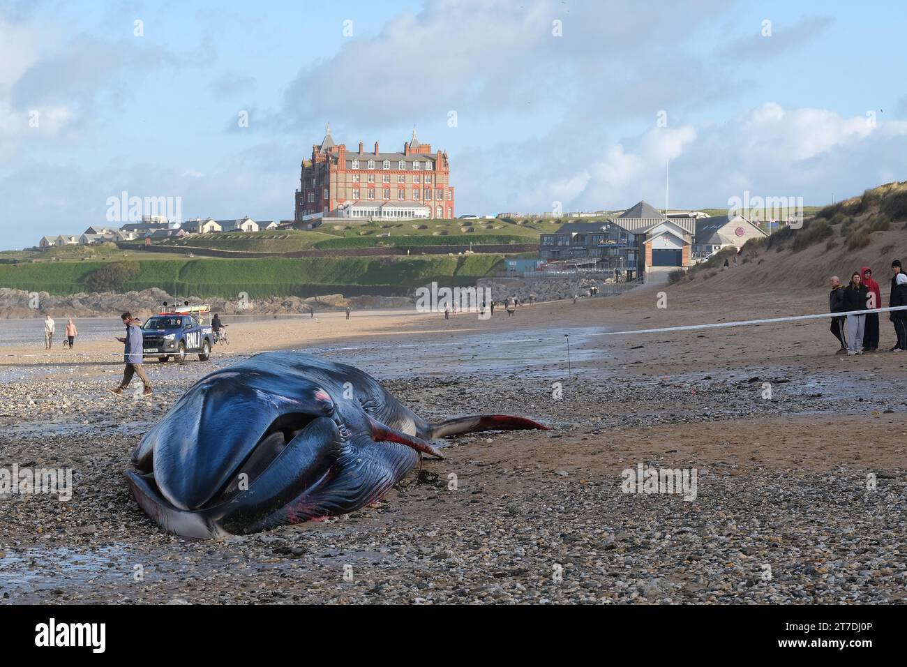 Newquay, Cornwall, UK. 15th November, 2023.  The sad sight of a 16 metre long Fin whale Balaenoptera physalis washed up on the iconic Fistral Beach in Newquay in Cornwall in the UK. Gordon Scammell/Alamy Live News Stock Photo