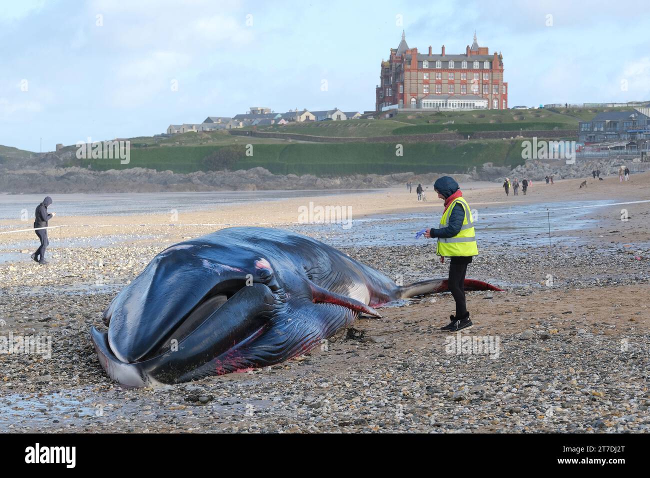 Newquay, Cornwall, UK. 15th November, 2023.  A volunteer of the Marine Strandings Network approaches the 16 metre long Fin Whale Balaenoptera physalis washed up on Fistral Beach in Newquay in Cornwall in the UK,  Gordon Scammell/Alamy Live News Stock Photo