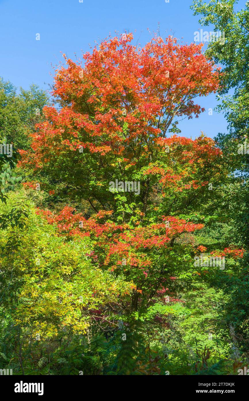 Sugar Maple (Acer saccharum) Queenswood Arboretum Herefordshire UK September 2020 Stock Photo