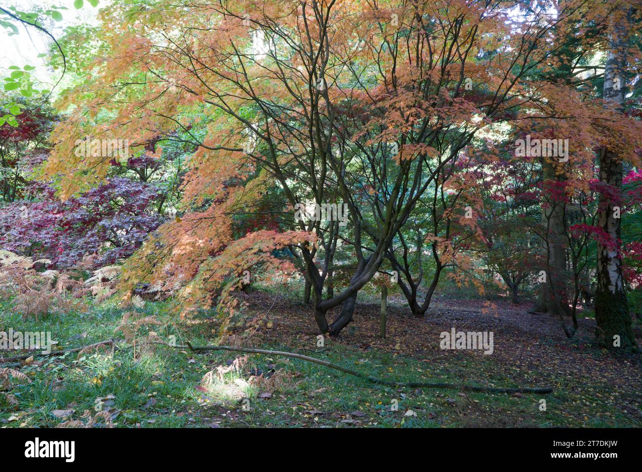 Japanese Maple (Acer palmatum) Queenswood Herefordshire UK. October 2020 Stock Photo