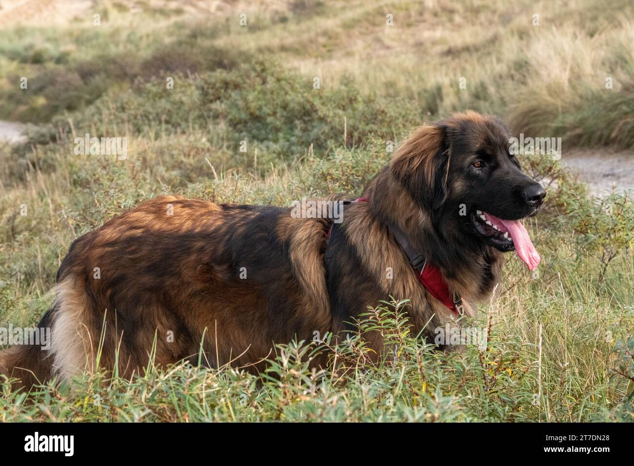 Leonberger on the beach Stock Photo