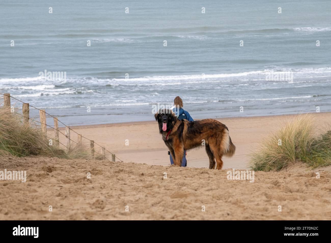 Leonberger on the beach Stock Photo