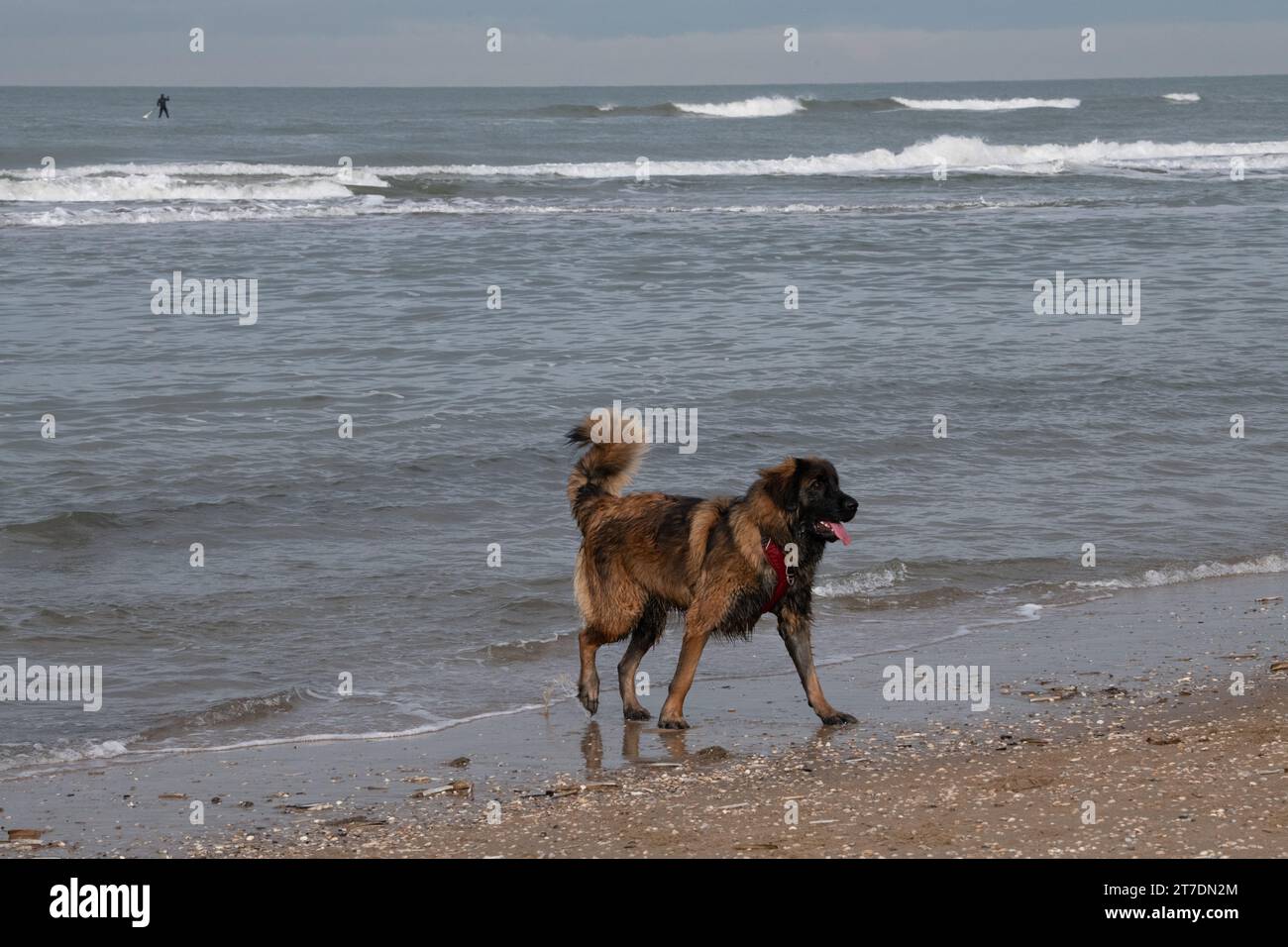 Leonberger on the beach Stock Photo