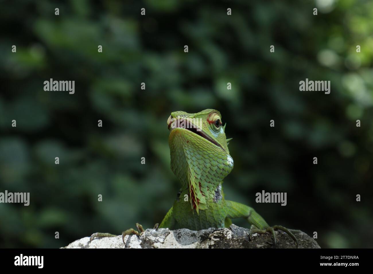 View from the front, the cute face of a common green forest lizard (Calotes Calotes) with slight mouth open is in breeding season. The lizard is sitti Stock Photo
