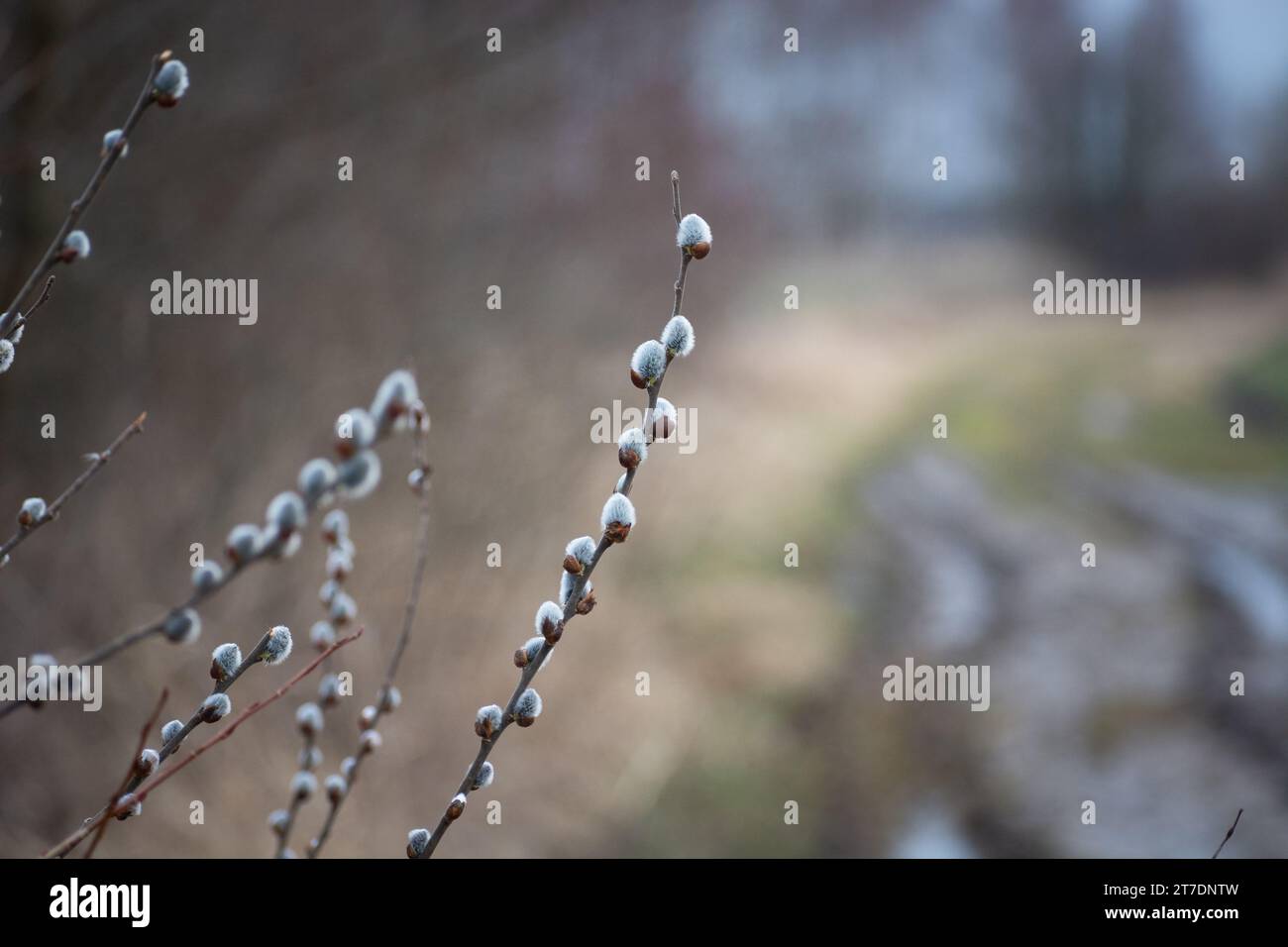 Branches with gray catkins, spring outdoor view Stock Photo
