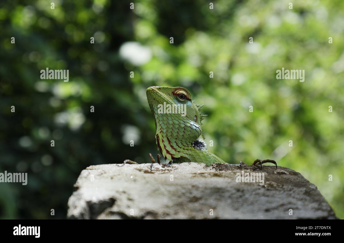 Beautiful face view of a male common green forest lizard (Calotes Calotes) is in breeding season is staring while sitting side of a Concrete fence pol Stock Photo