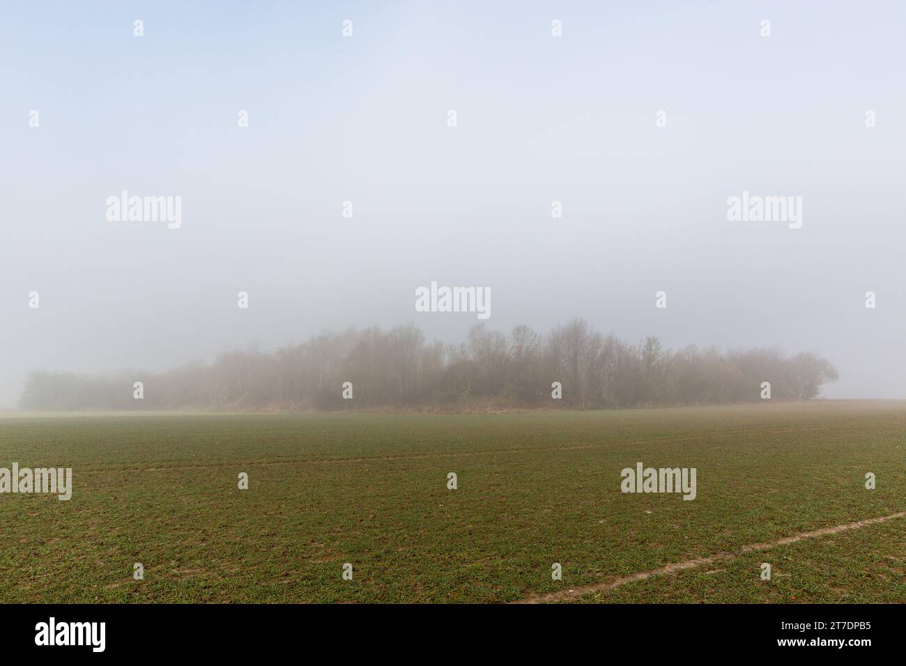 A veil of mist rises over a hedge of trees one late winter morning. Stock Photo