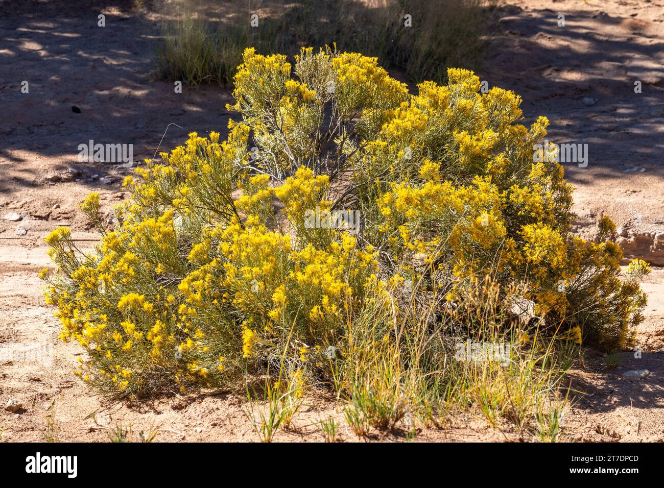 Rubber Rabbitbrush, Ericameria nauseosa, in bloom in autumn in Kodachrome Basin State Park in Utah. Stock Photo