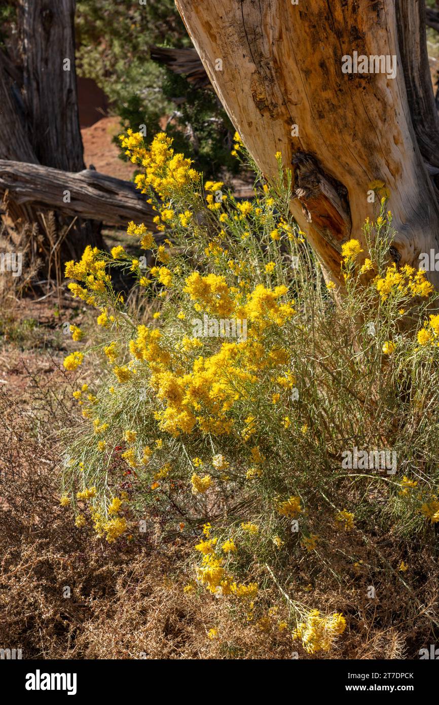 Rubber Rabbitbrush, Ericameria nauseosa, in bloom in autumn in Kodachrome Basin State Park in Utah. Stock Photo