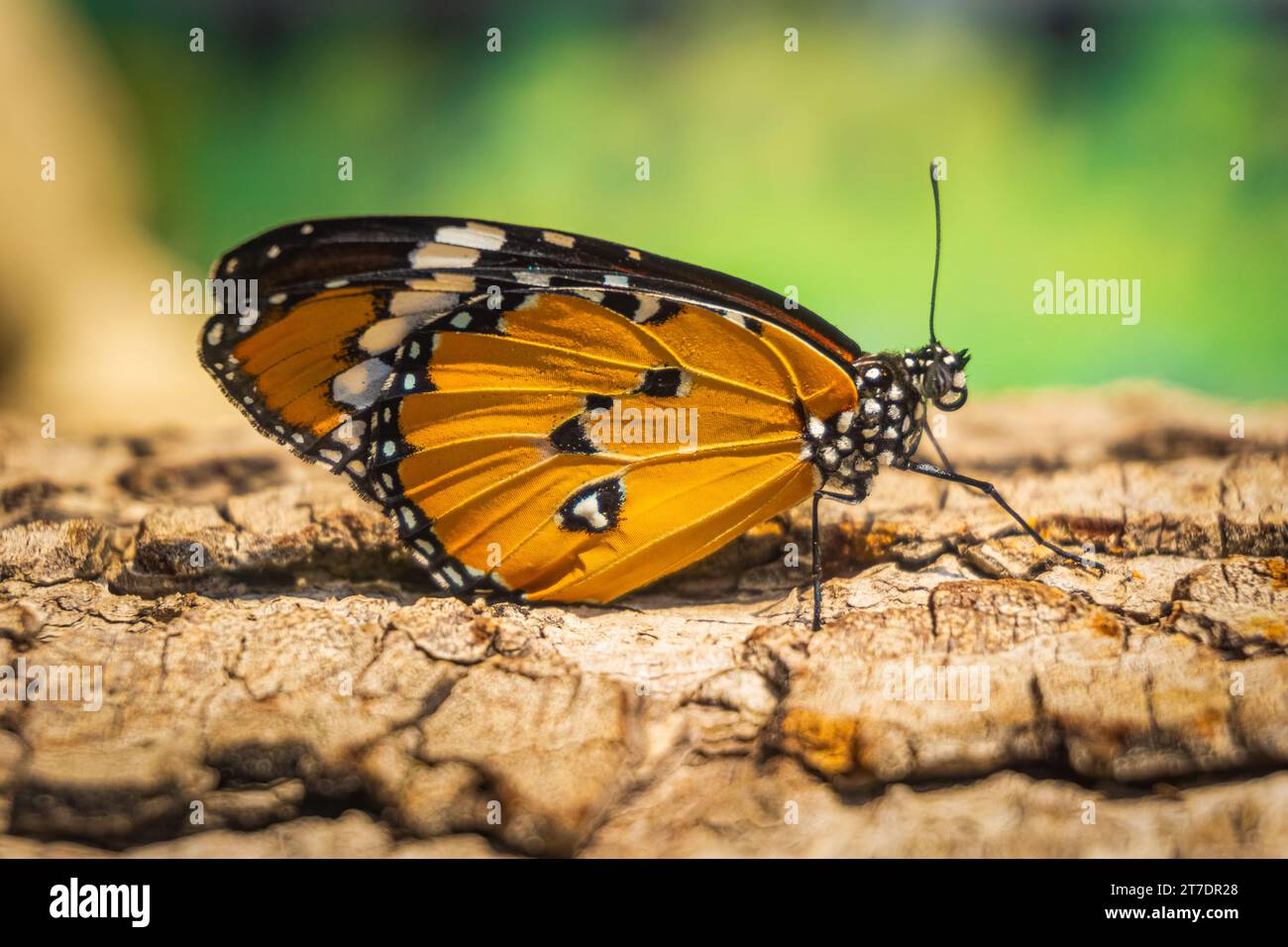 Beautiful orange butterfly on tree trunk. Danaus chrysippus (Plain tiger, African queen or African monarch) is a medium-sized butterfly Stock Photo