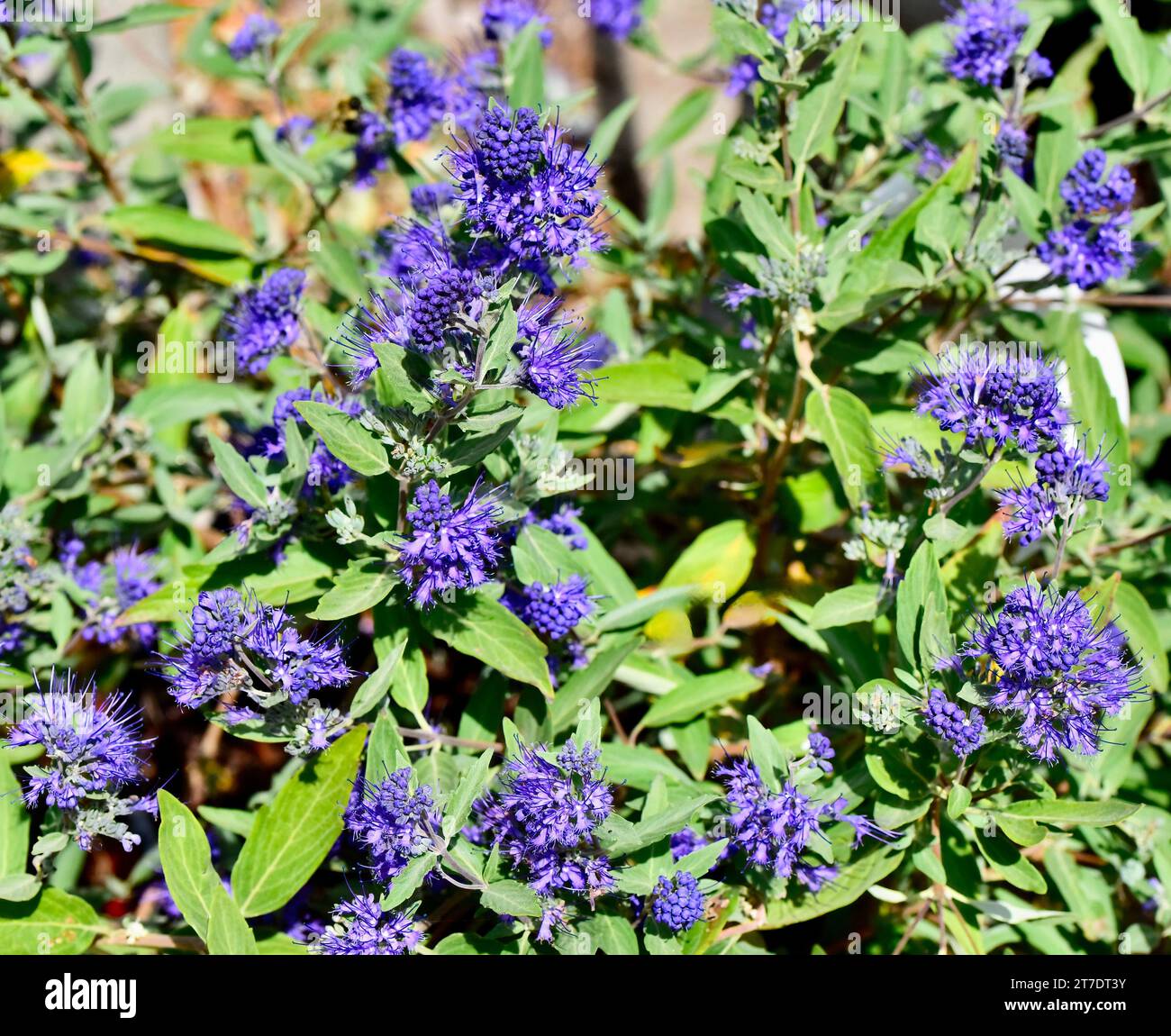 A closeup of Caryopteris x clandonesis, Bluebeard 'Longwood Blue' flowers in a garden Stock Photo