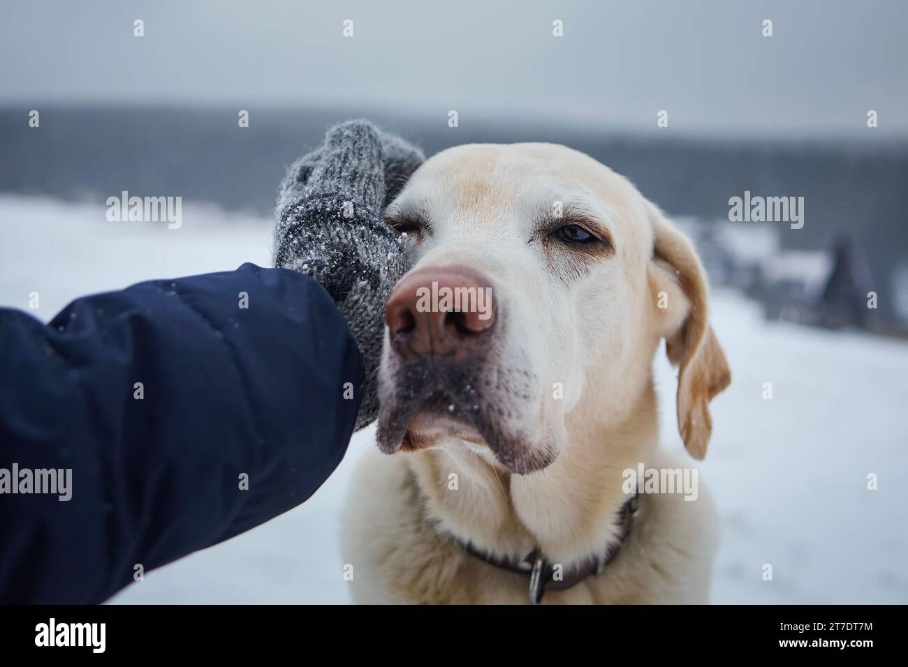 Man in knitted gloves stroking his old dog on cold winter day. Loyal labrador retriever in snowy landscape with his owner. Stock Photo