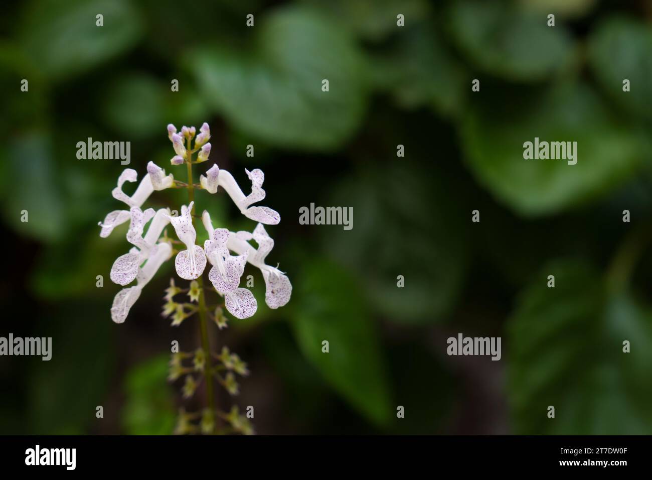 A closeup of the flower of the money plant, Plectranthus verticillatus, in the foreground Stock Photo