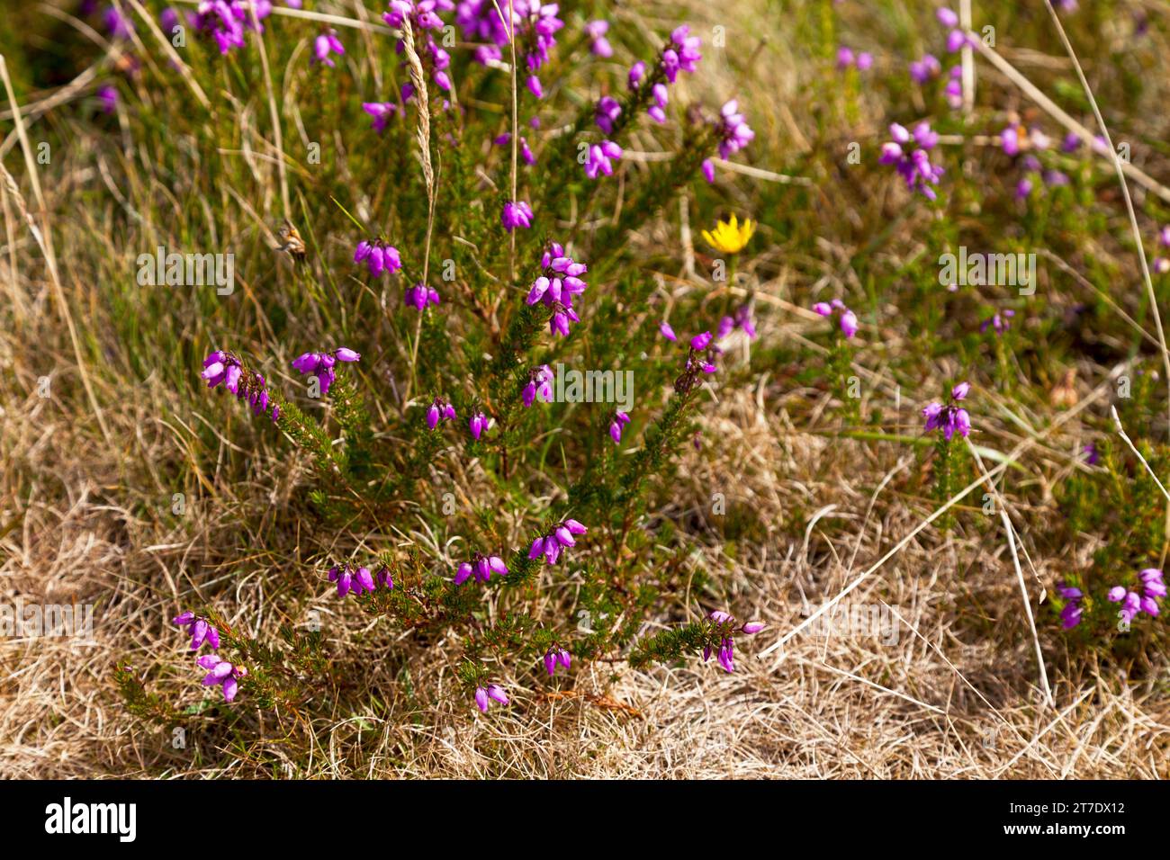 Erica ciliaris growing in the Monts d'Arrée in Brittany. Stock Photo