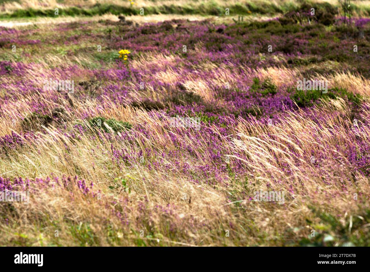 Meadow in the Monts d'Arrée (Brittany) covered with Erica ciliaris. Stock Photo