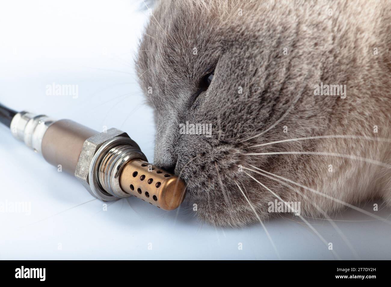 Cat sniffs the Oxygen sensor for gasoline and diesel engines Stock ...