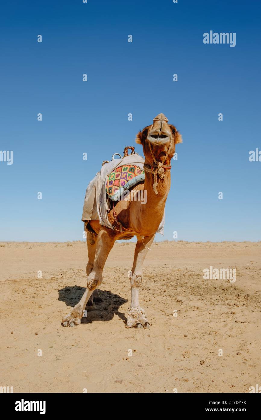 Camel road close up hi-res stock photography and images - Alamy