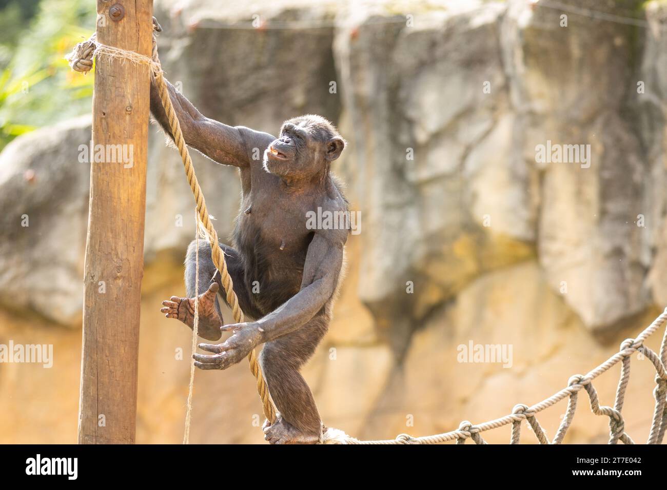 Rope acrobatics hi-res stock photography and images - Alamy