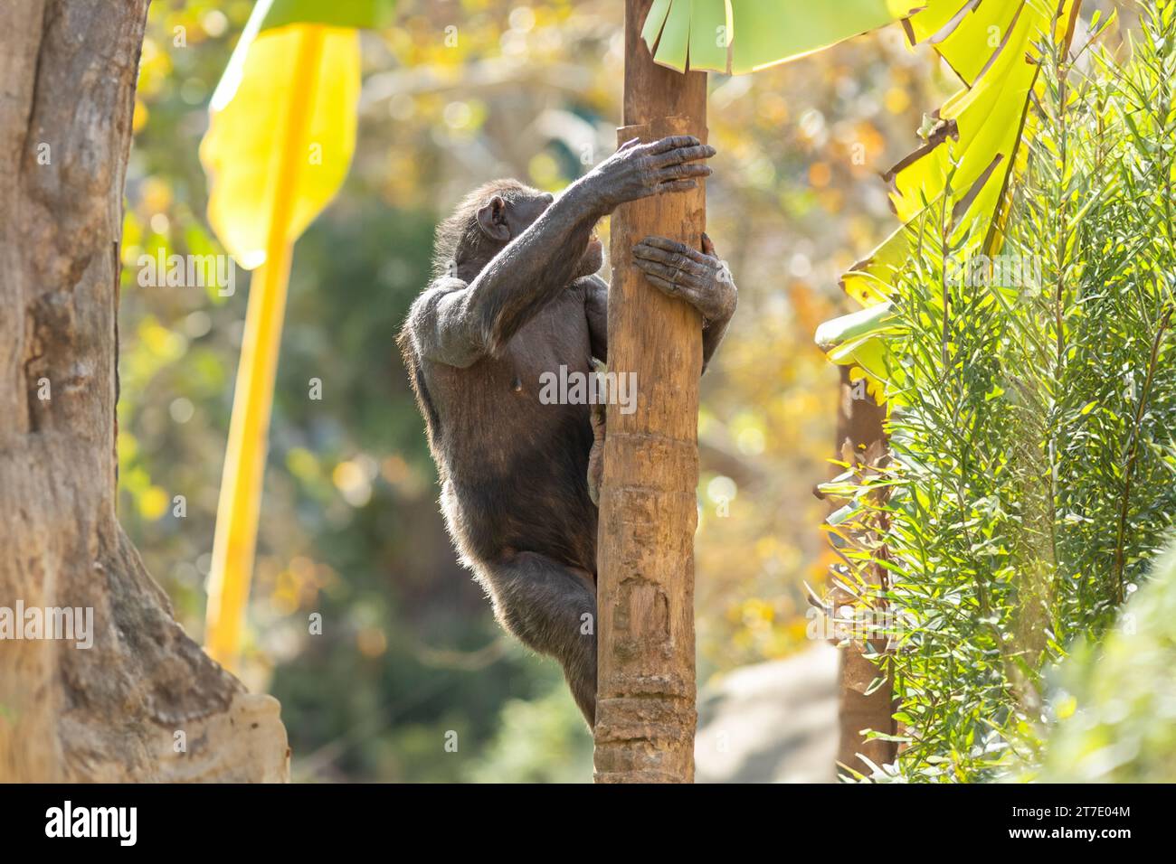 Primate ecosystem balance hi-res stock photography and images - Alamy