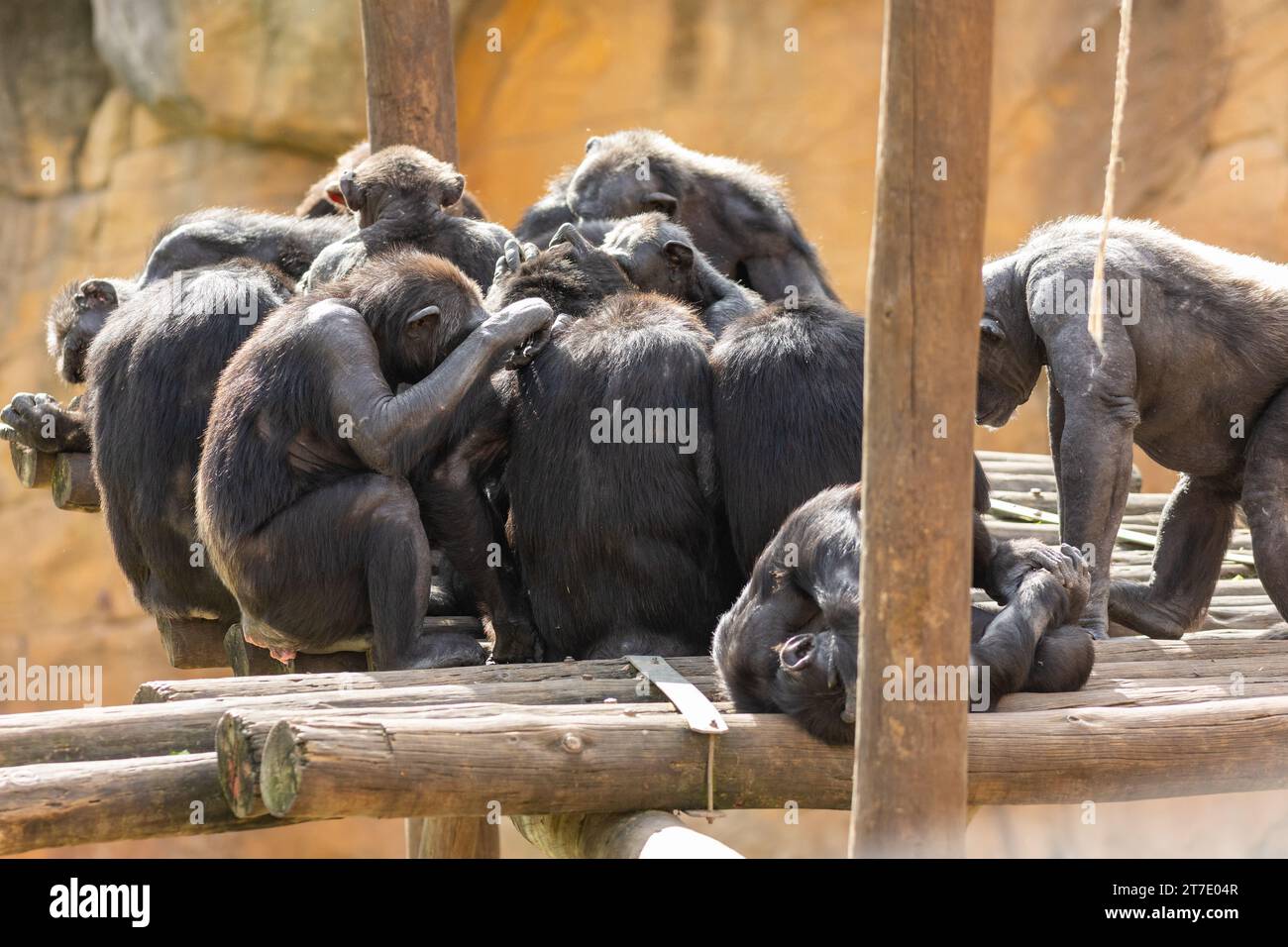 Swinging monkeys hi-res stock photography and images - Alamy