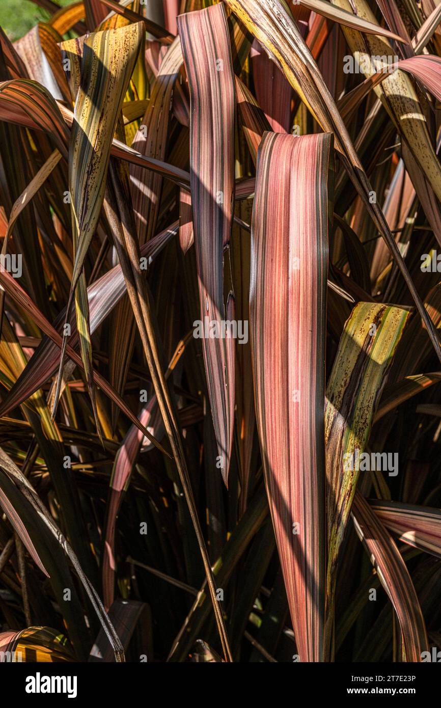 The leaves of a Phormium Bronze Warrior Phormium tenax purpureum New Zealand Flax plant growing in a garden in Newquay in Cornwall in the UK. Stock Photo