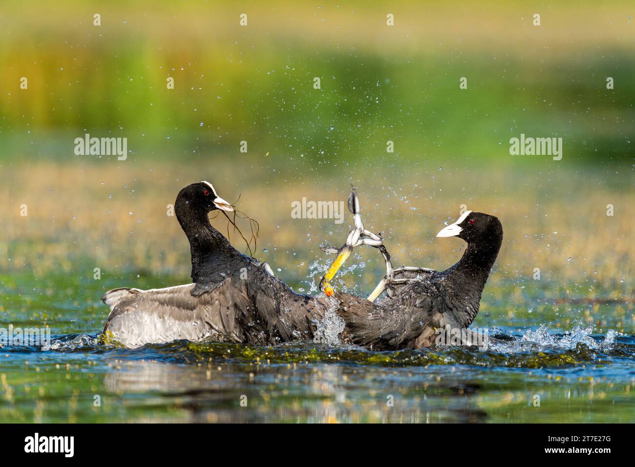 The two Coot (Fulica atra) birds in physical altercation wading in a tranquil pond Stock Photo