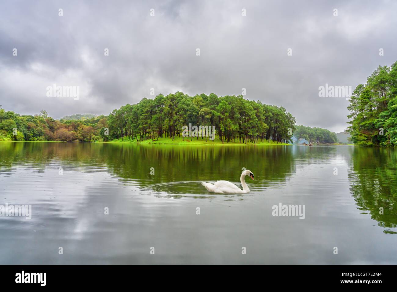 A majestic white swan serenely gliding across a tranquil lake Stock ...