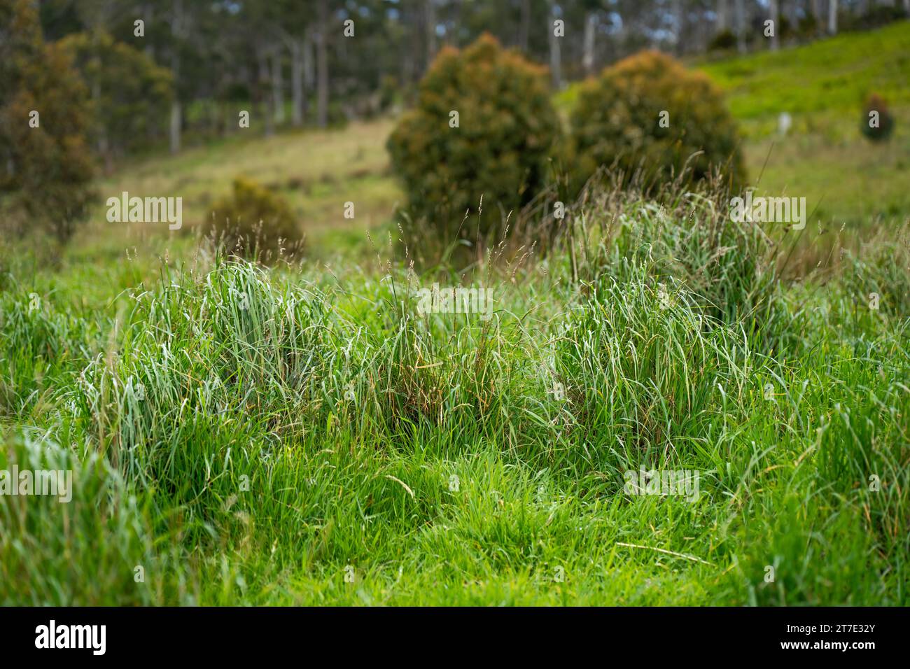 Regenerative agriculture flowers hi-res stock photography and images ...