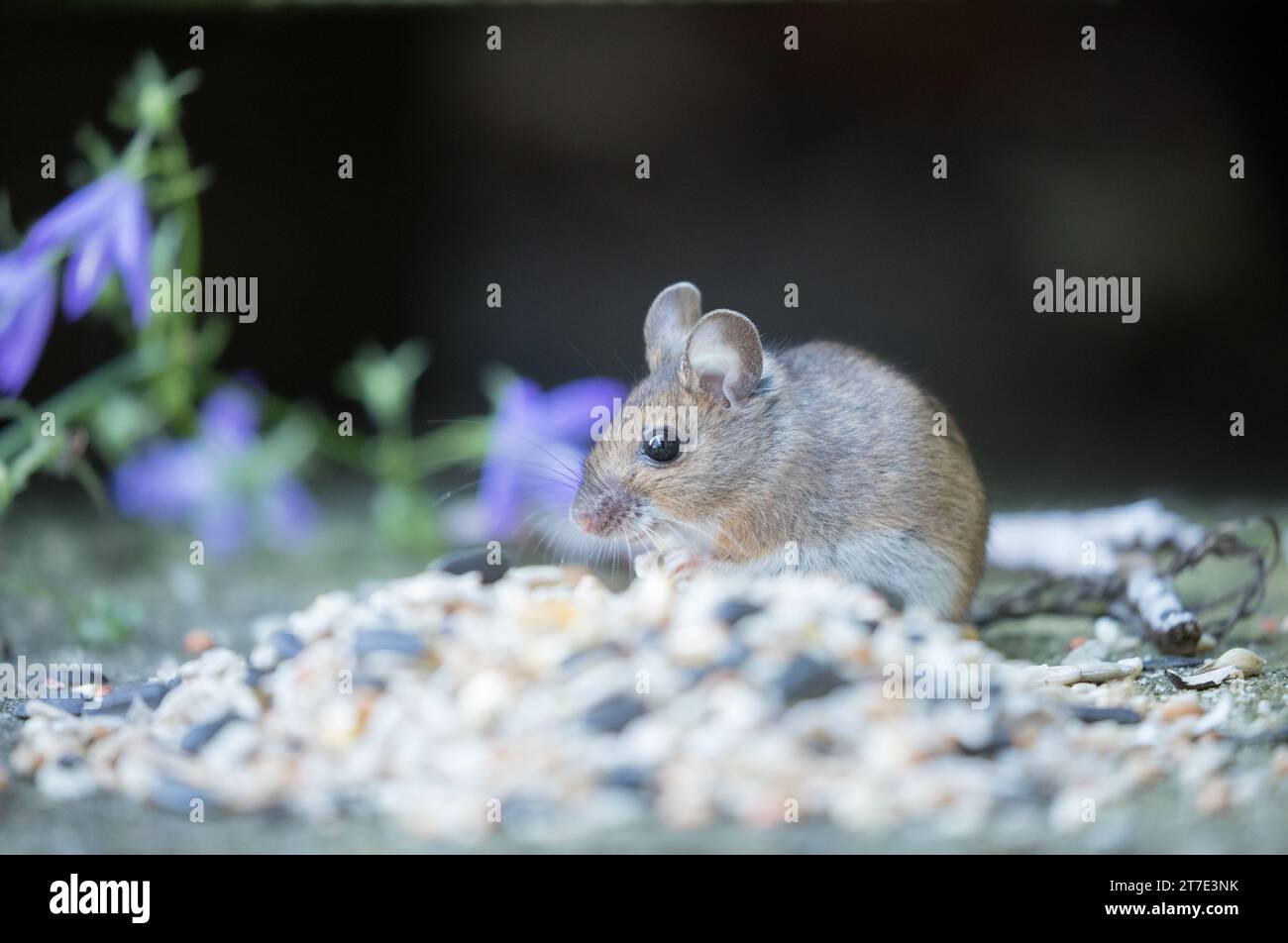 Wood mice harrogate hires stock photography and images Alamy