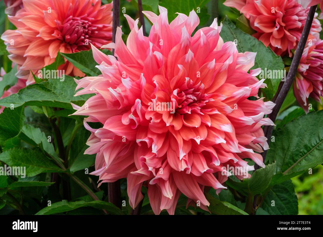 Large Dahlias Stock Photo