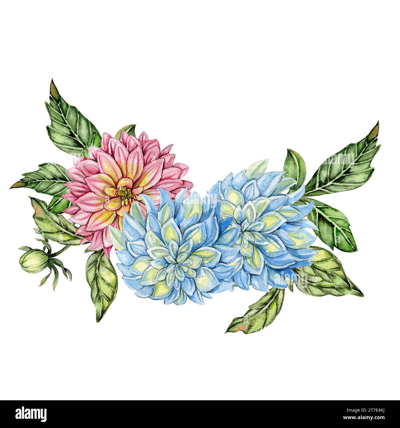 Watercolor dahlia flowers composition. Hand drawn illustration of a blooming flower garden. Design for baby shower party, birthday, cake, holiday cele Stock Photo