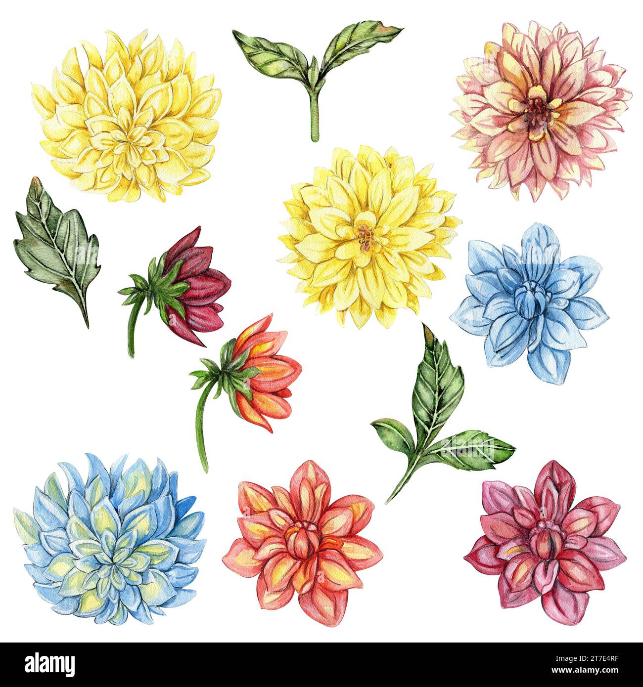 Indigo Dahlia - PRINT, monochrome, watercolor, floral, blue, stems.  flowers, botanical art