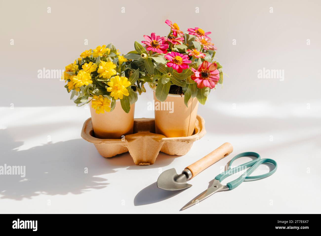 Planting flower in used paper coffee cup. Recycling and sustainability at home Stock Photo