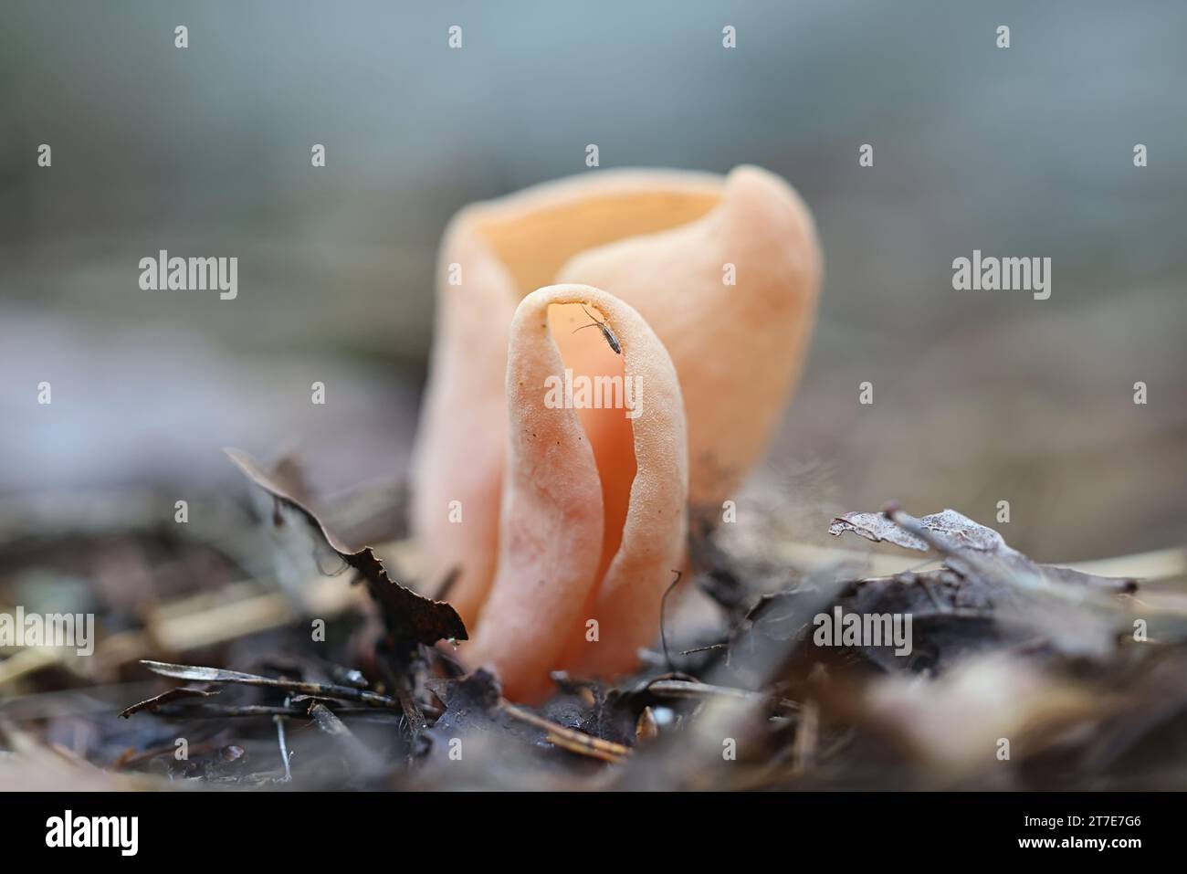 Otidea onotica, commonly known as hare's ear, wild fungus from Finland Stock Photo