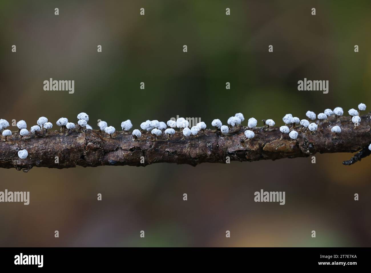 Didymium nigripes, a slime mold from Finland, no common English name Stock Photo