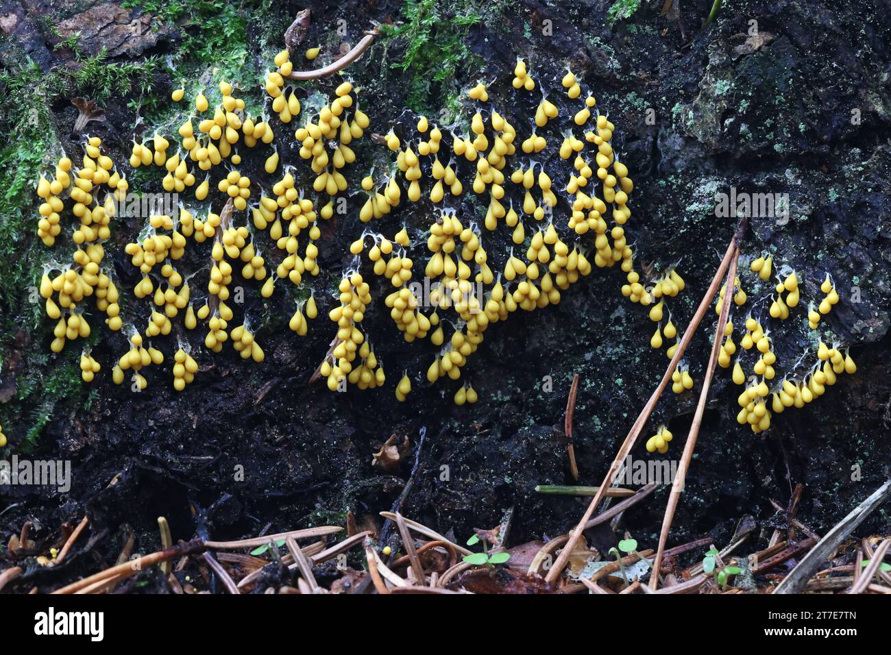 Leocarpus fragilis, commonly known as  Insect egg slime mold or egg-shell slime mould Stock Photo