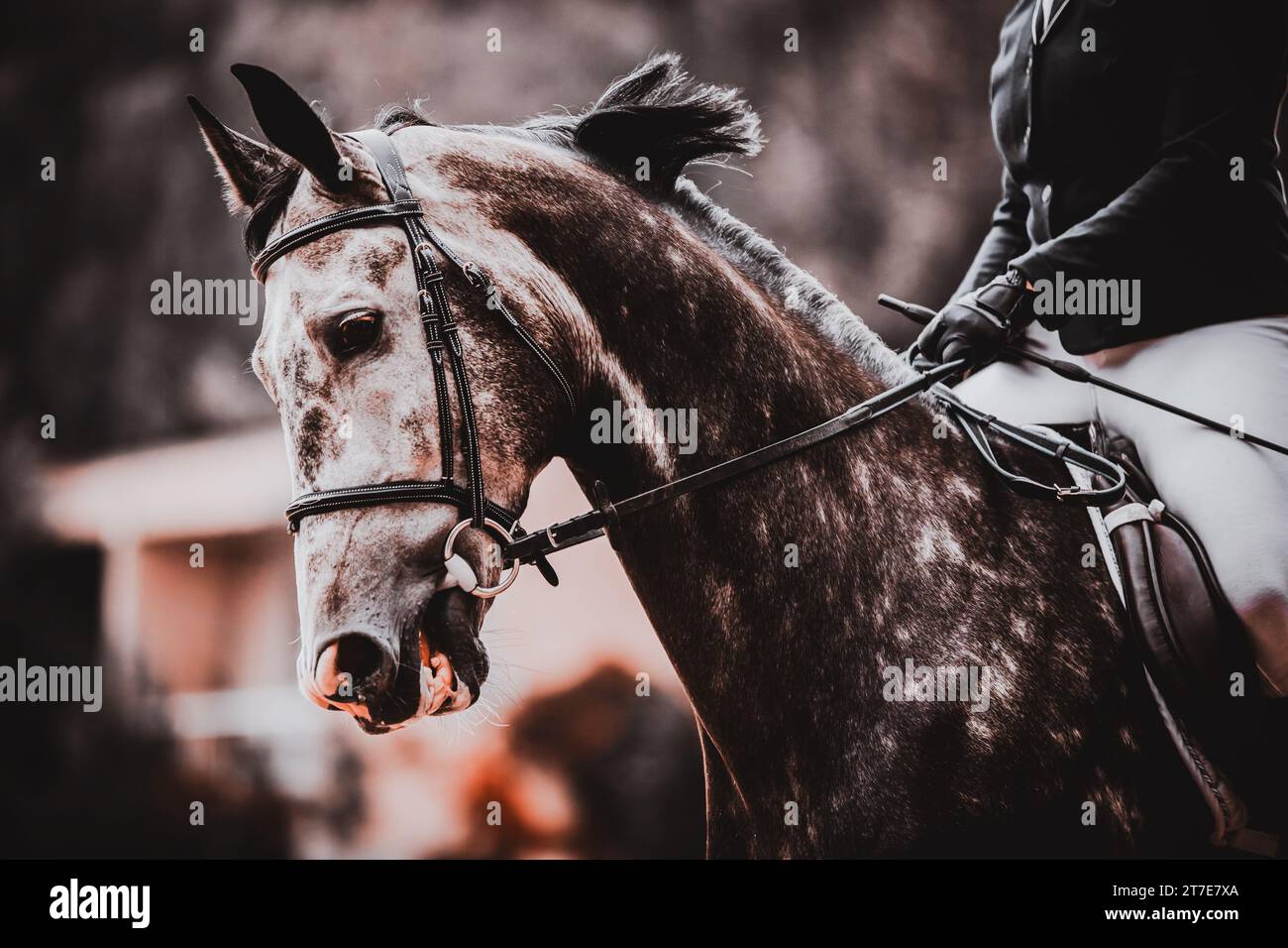 Portrait of a beautiful gray spotted galloping horse. Riding a horse ...
