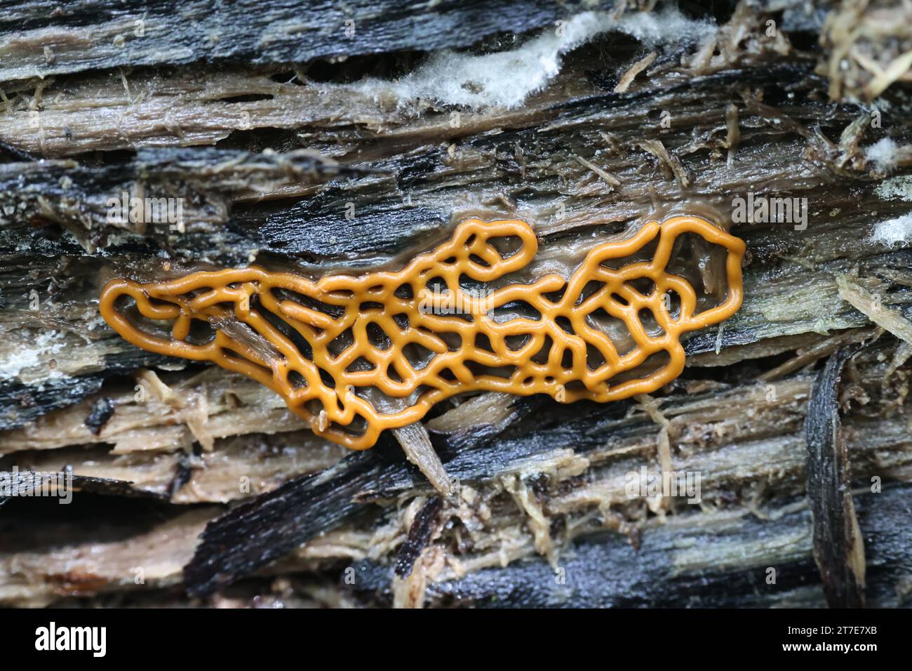 Hemitrichia serpula, known as Pretzel Slime Mold, myxomycetes from Finland Stock Photo