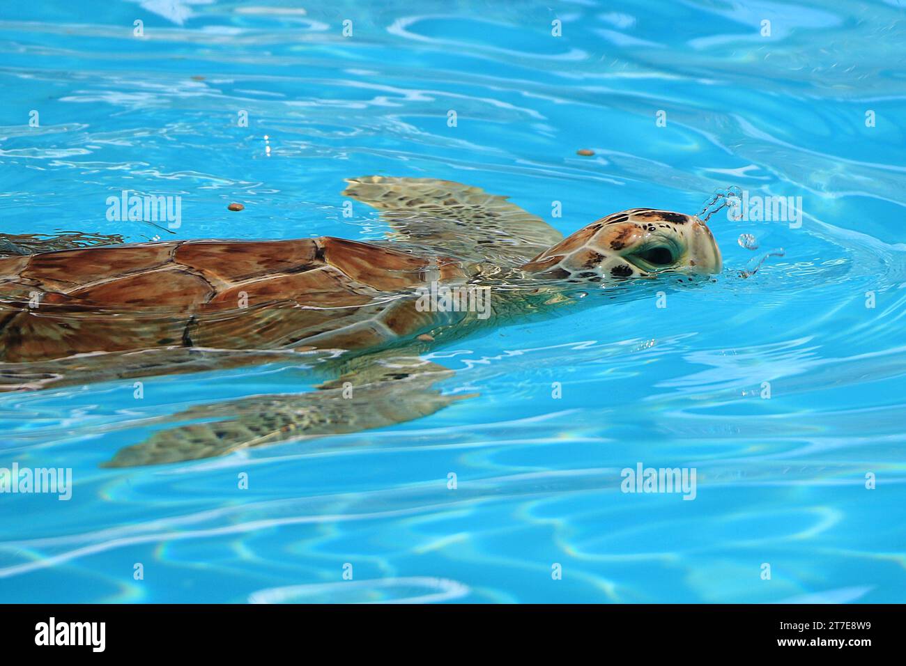 Florida Keys, Florida, United States. A injured sea turtle is